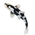 Mojo Kapor koi shiro utsuri