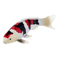 Mojo Kapr koi showa sanshoku