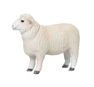 Mojo Baran romney marsh