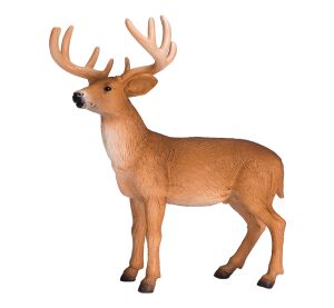 Mojo Jeleník bielochvostý