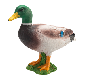 Mojo Kačica divá káčer