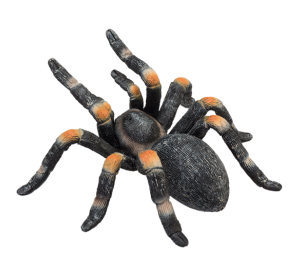 Mojo Vtáčkar Brachypelma hamorii