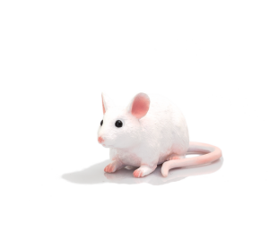 Mojo Myš