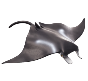 Mojo Raja manta