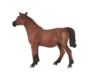 Mojo Arabská kobyla gravidná