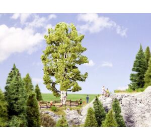 Noch Breza dvojkmenná